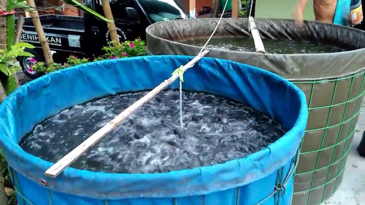 Cara Pembibittan Ikan Lele