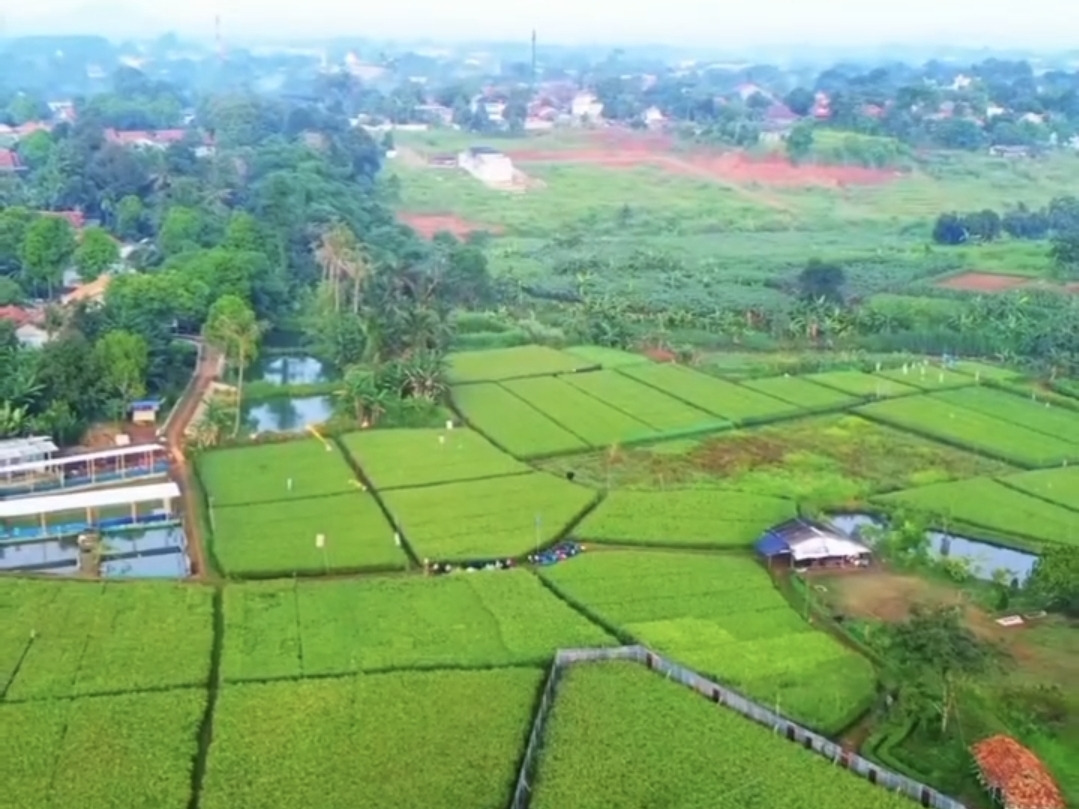 Sawah Pulo Background