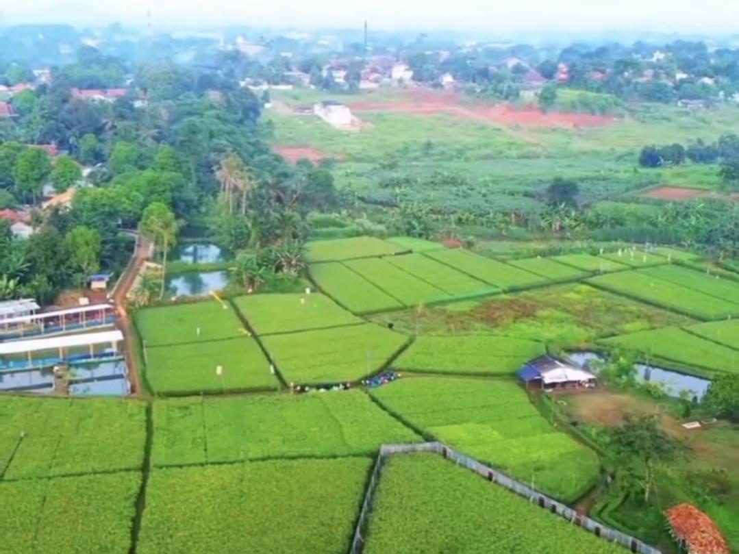 Sawah Pulo